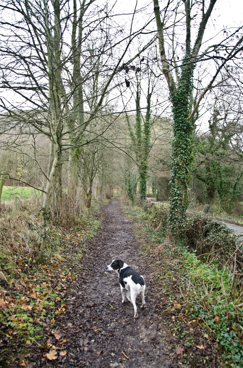 Dog Friendly Pubs In Donegal Dog Friendly Pubs In Donegal