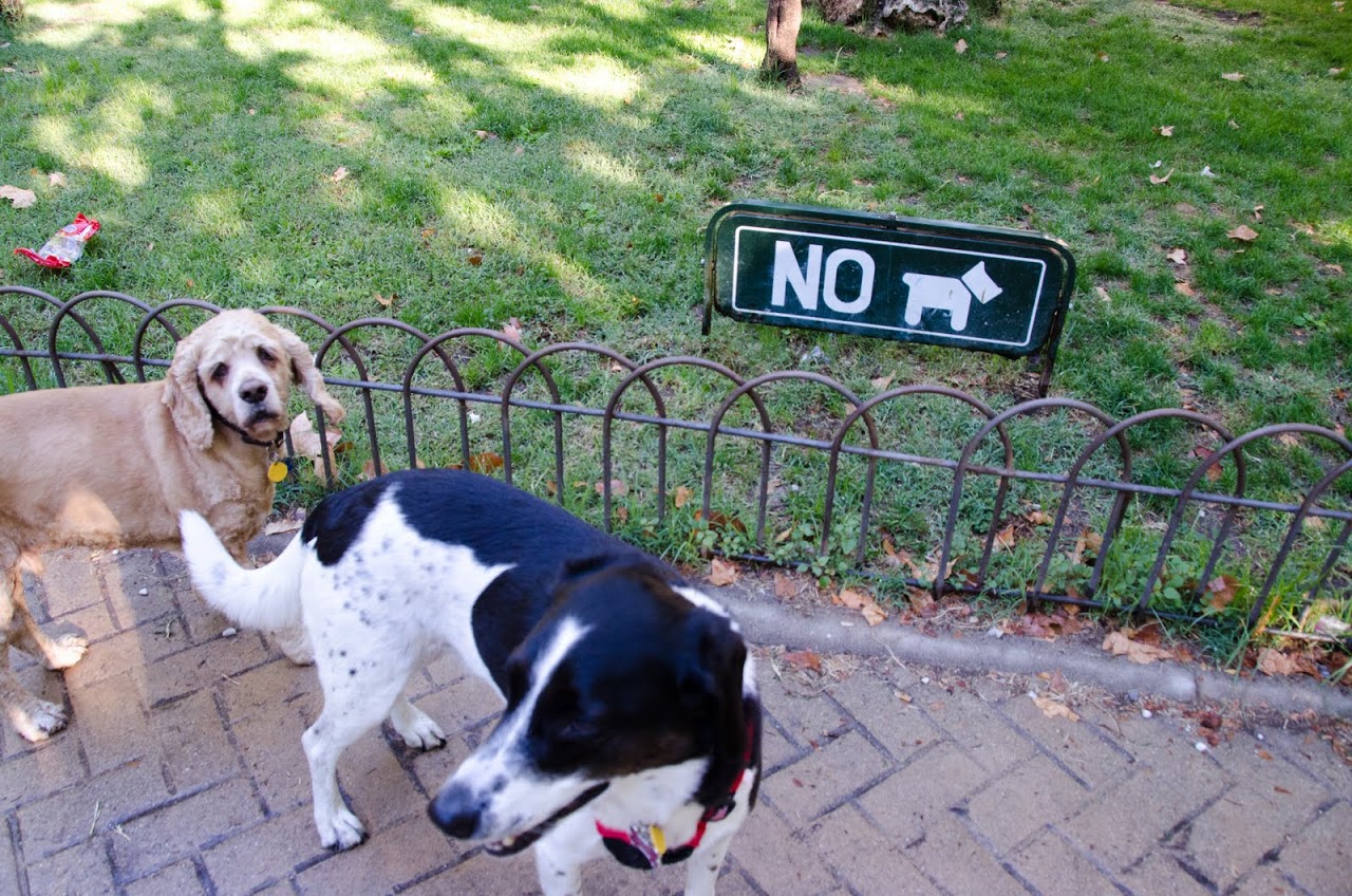 Chewy dog fence sale
