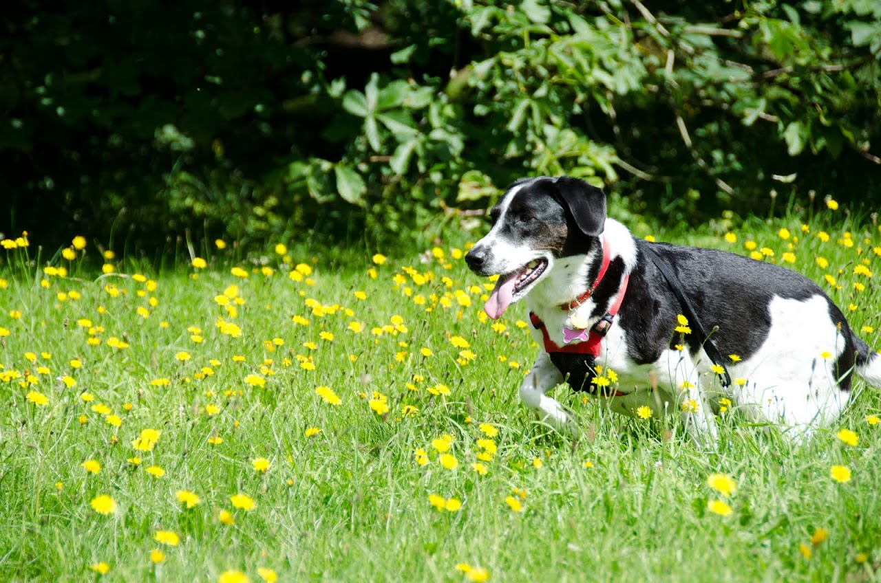Can Dogs Go To Westonbirt Arboretum Can Dogs Go To Westonbirt Arboretum